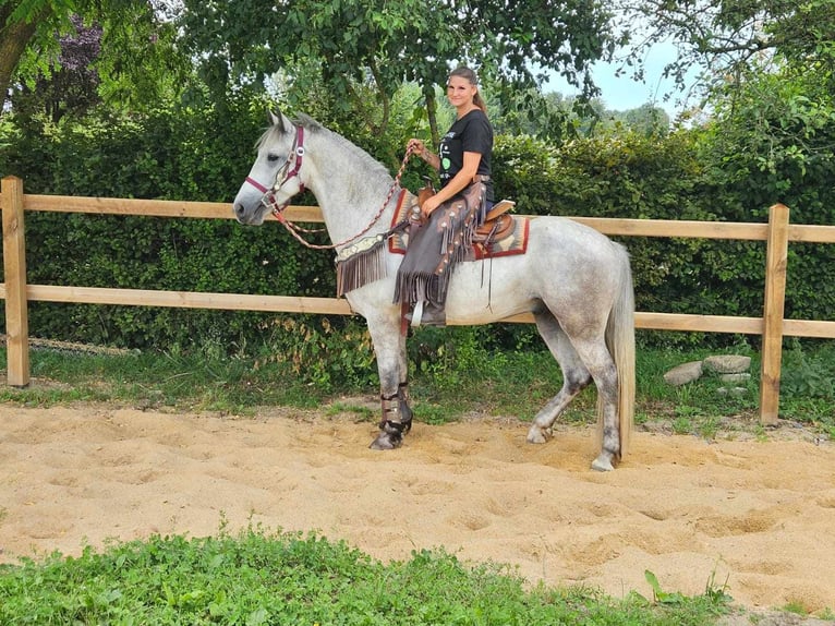 Autres races Hongre 5 Ans 156 cm Gris in Linkenbach