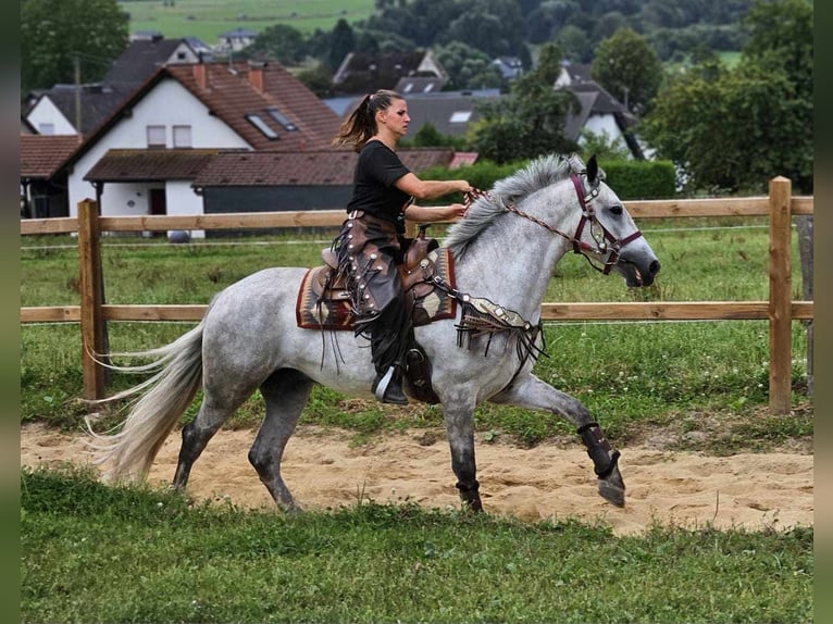 Autres races Hongre 5 Ans 156 cm Gris in Linkenbach