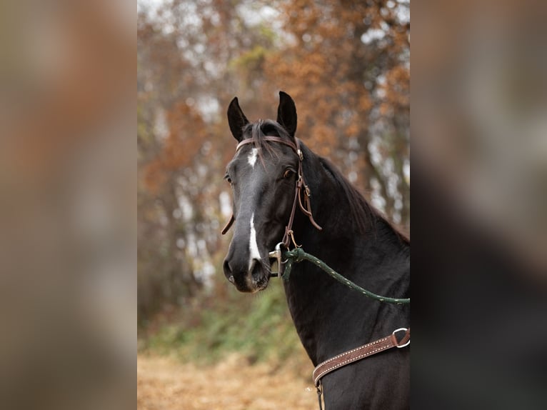 Autres races Hongre 5 Ans 157 cm Noir in Kirkwood