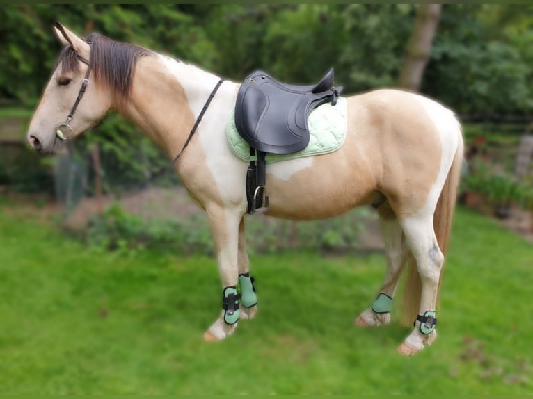 Autres races Hongre 5 Ans 158 cm Buckskin in Schönwölkau