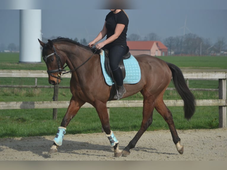 Autres races Hongre 5 Ans 161 cm Bai in Breda