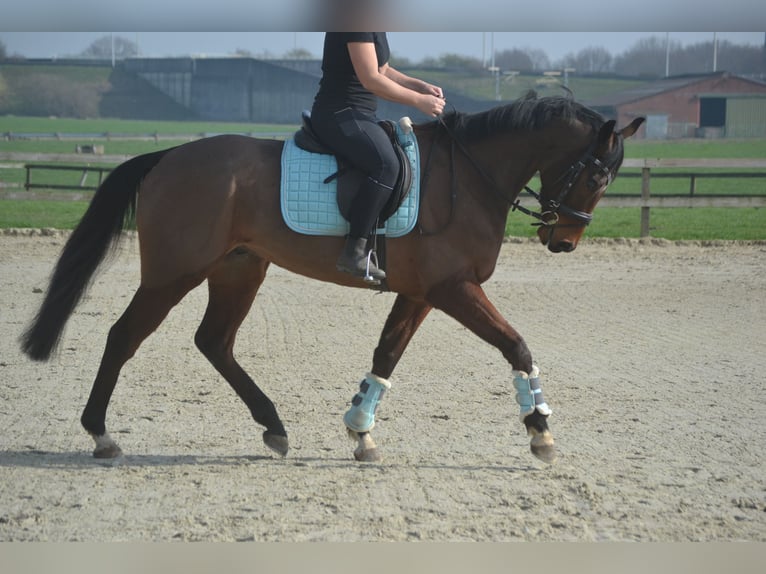 Autres races Hongre 5 Ans 161 cm Bai in Breda