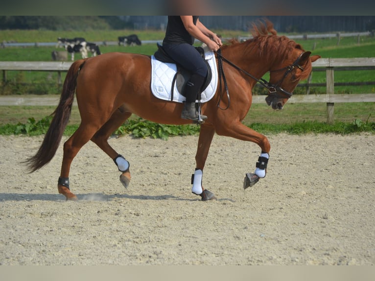 Autres races Hongre 5 Ans 162 cm Alezan in Breda