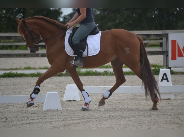 Autres races Hongre 5 Ans 162 cm Alezan in Breda