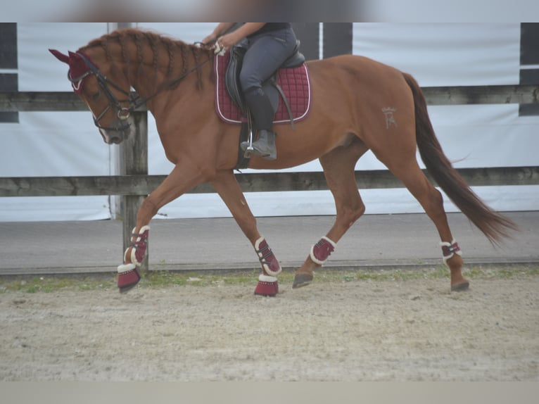 Autres races Hongre 5 Ans 162 cm Alezan in Breda