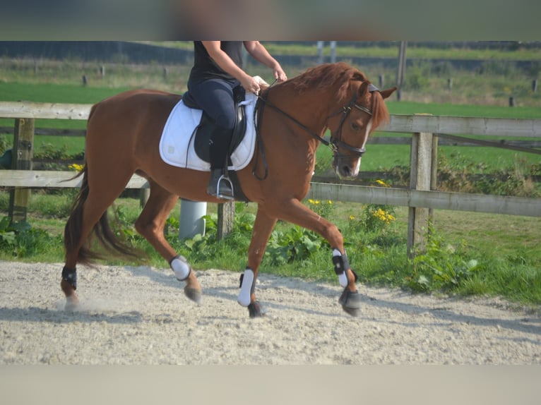 Autres races Hongre 5 Ans 162 cm Alezan in Breda