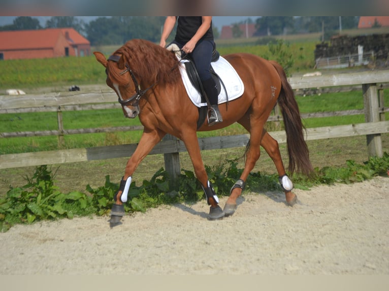 Autres races Hongre 5 Ans 162 cm Alezan in Breda