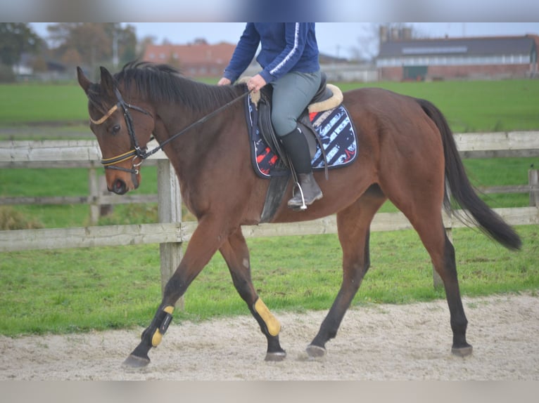 Autres races Hongre 5 Ans 162 cm Bai in Breda