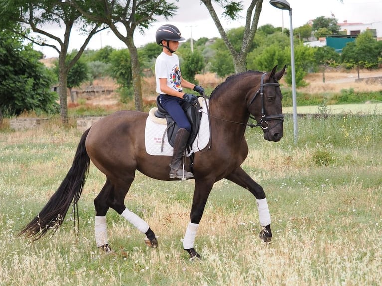 Autres races Hongre 5 Ans 163 cm Noir in NAVAS DEL MADRONO