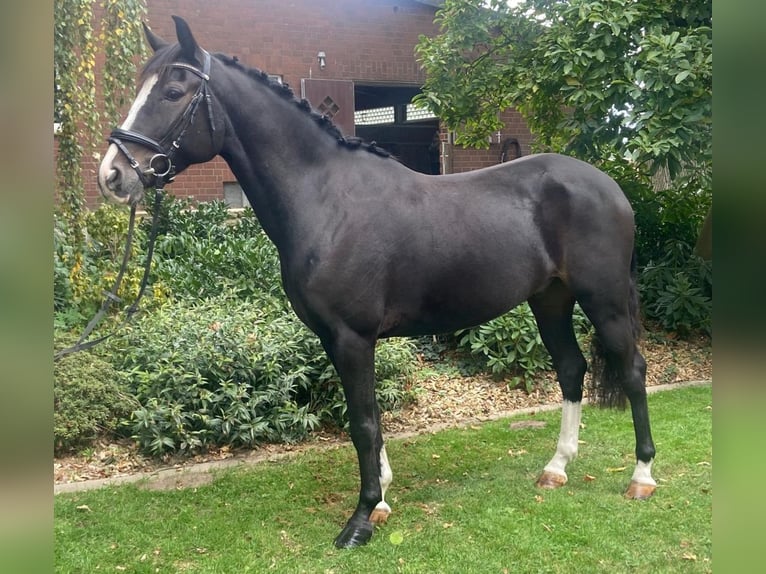 Autres races Hongre 5 Ans 163 cm Noir in Hopsten
