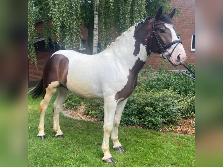 Autres races Hongre 5 Ans 163 cm Pinto in Hopsten