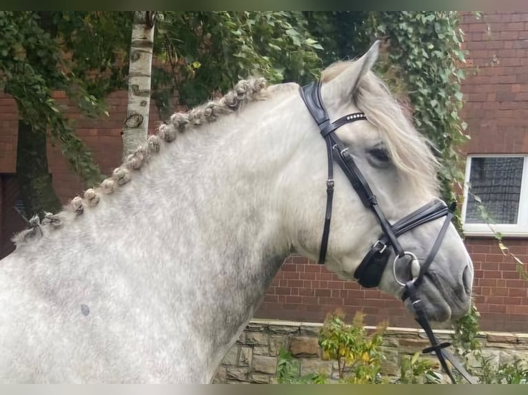 Autres races Hongre 5 Ans 164 cm Gris in Hopsten