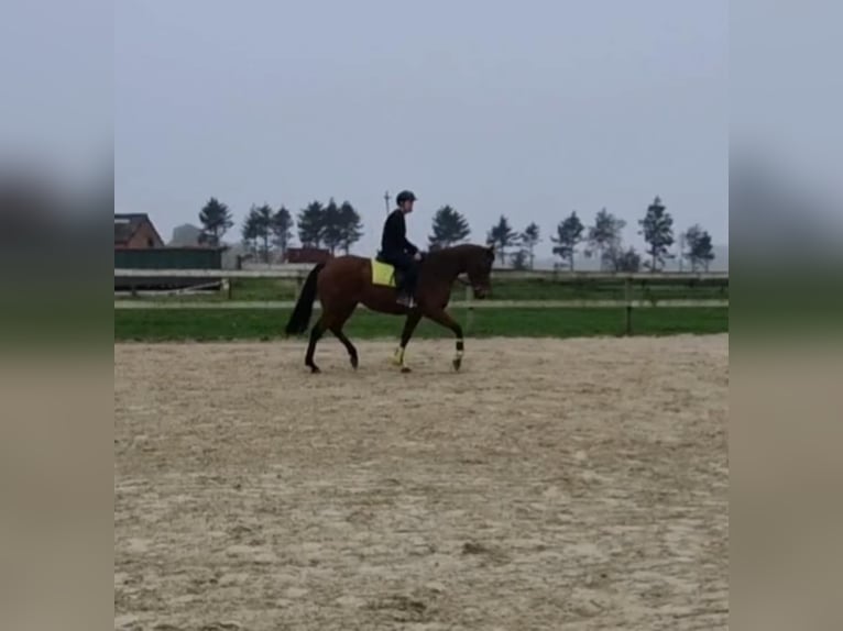 Autres races Hongre 5 Ans 165 cm Bai in Breda