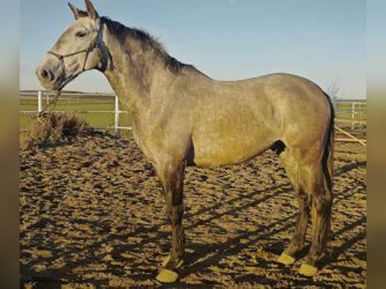 Autres races Croisé Hongre 5 Ans 165 cm Gris in Gijon