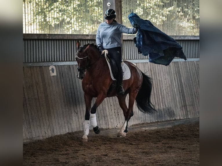 Autres races Hongre 5 Ans 168 cm Bai in Nettersheim