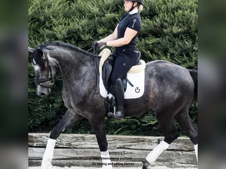 Autres races Hongre 5 Ans 168 cm Gris in Vesthimmerland