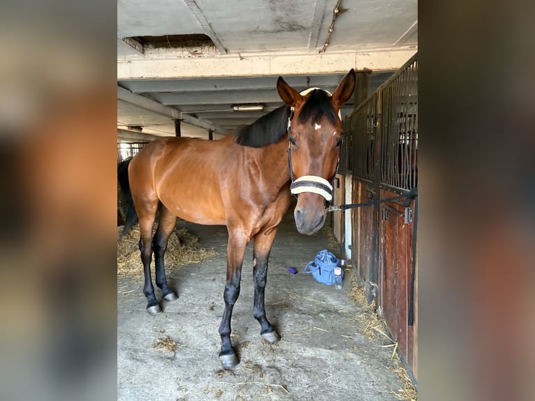 Autres races Hongre 5 Ans 172 cm Bai in Gostyń