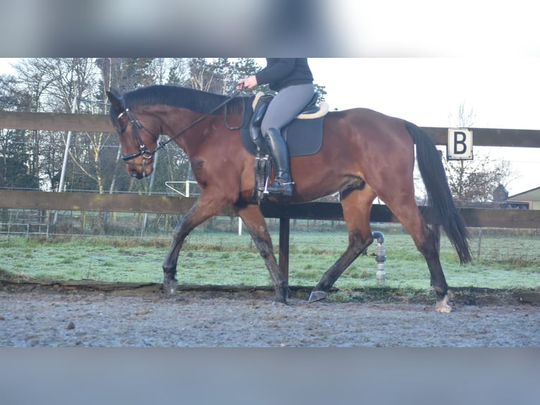 Autres races Hongre 5 Ans 173 cm Bai in Achtmaal