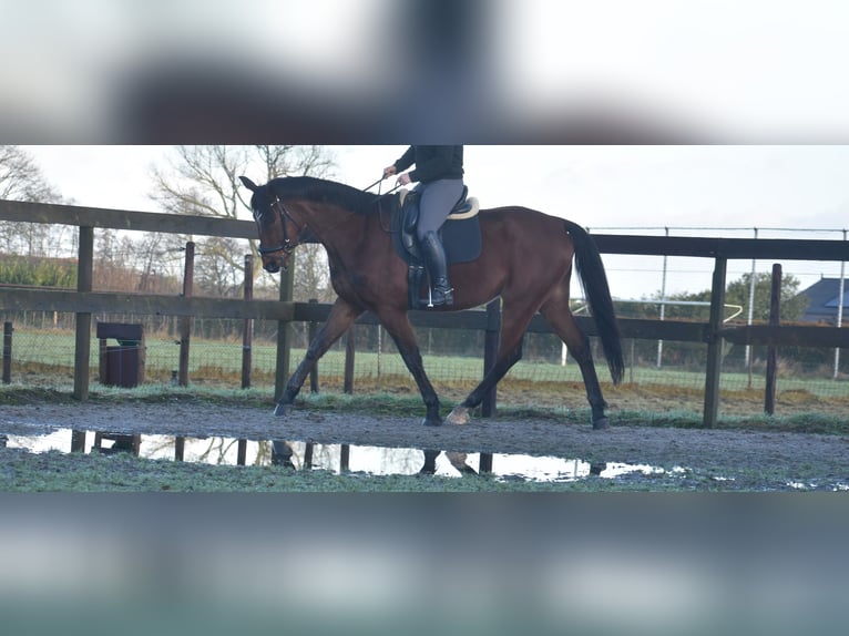 Autres races Hongre 5 Ans 173 cm Bai in Achtmaal