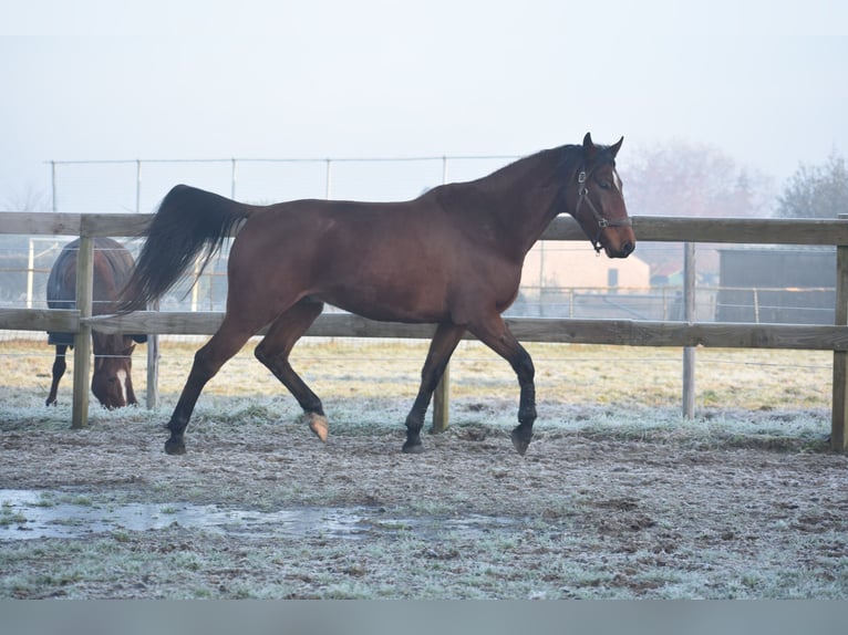 Autres races Hongre 5 Ans 173 cm Bai in Achtmaal