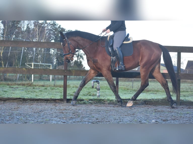 Autres races Hongre 5 Ans 173 cm Bai in Achtmaal