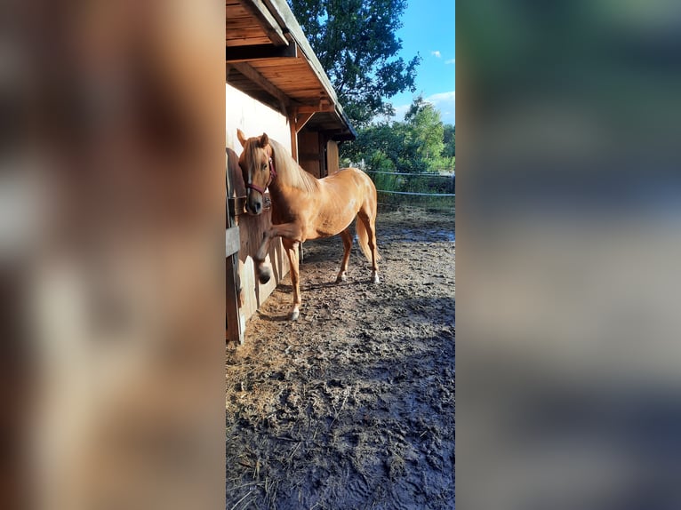 Autres races Croisé Hongre 5 Ans Alezan in Schönebeck (Elbe)