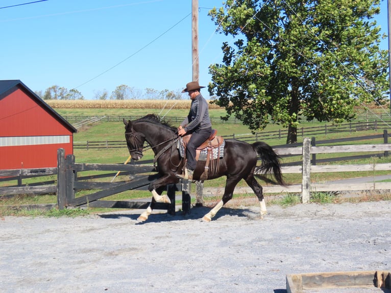 Autres races Hongre 5 Ans Noir in Honey Brook