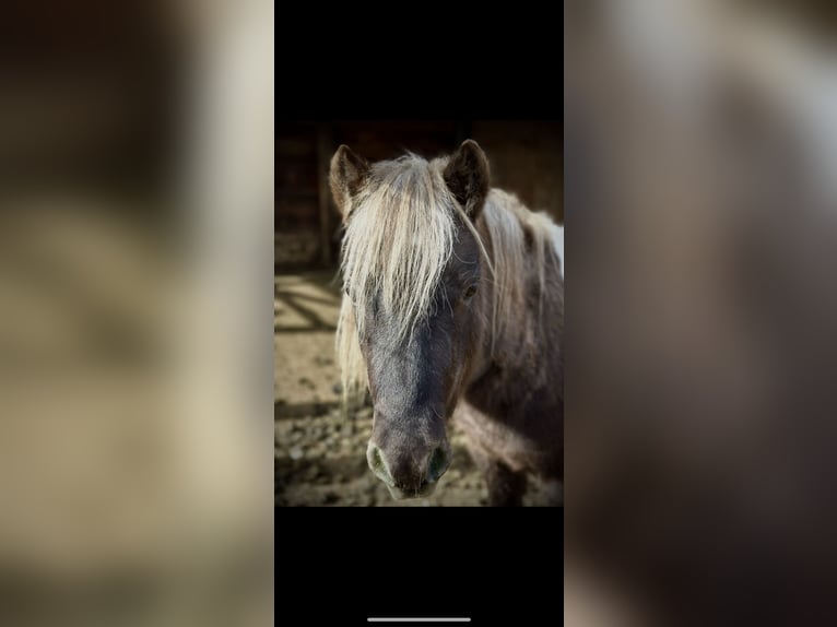 Autres races Hongre 6 Ans 102 cm Pinto in Fort Collins Autres races Hongre 6 Ans 102 cm Pinto in Fort Collins