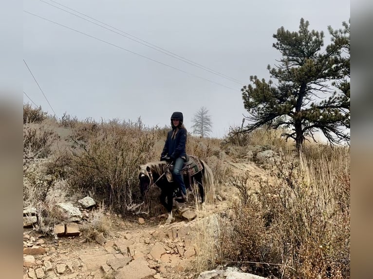 Autres races Hongre 6 Ans 102 cm Pinto in Fort Collins Autres races Hongre 6 Ans 102 cm Pinto in Fort Collins