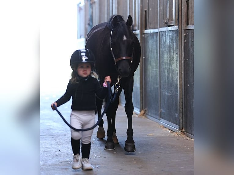 Autres races Hongre 6 Ans 127 cm Noir in Oost West en Middelbeers