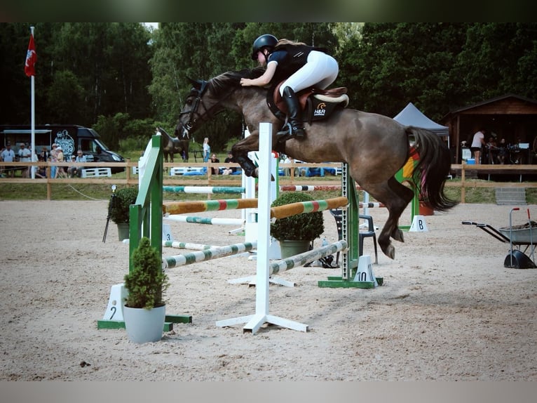 Autres races Croisé Hongre 6 Ans 137 cm Grullo in Vilnius