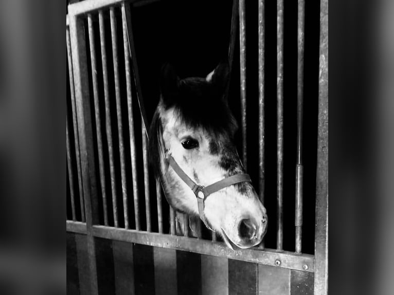 Autres races Hongre 6 Ans 147 cm Gris in Liège