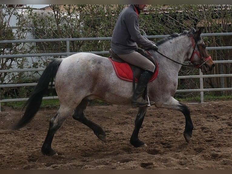 Autres races Hongre 6 Ans 148 cm Aubère in Buttstädt