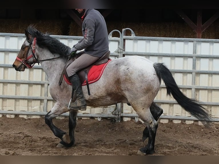 Autres races Hongre 6 Ans 148 cm Aubère in Buttstädt