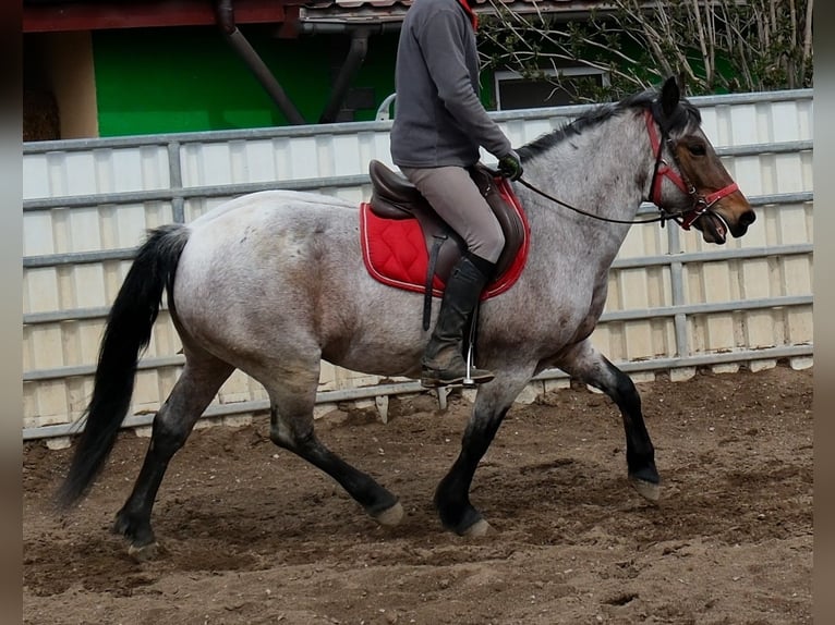 Autres races Hongre 6 Ans 148 cm Aubère in Buttstädt