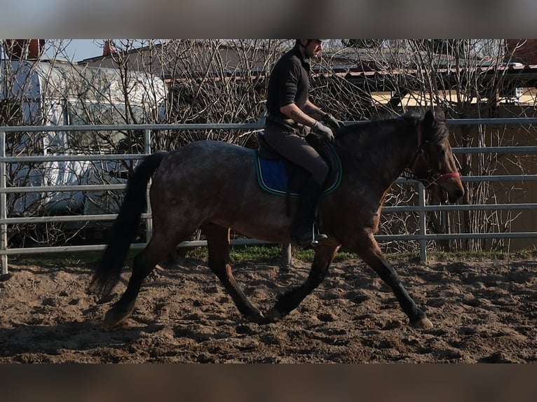 Autres races Hongre 6 Ans 148 cm Aubère in Buttstädt