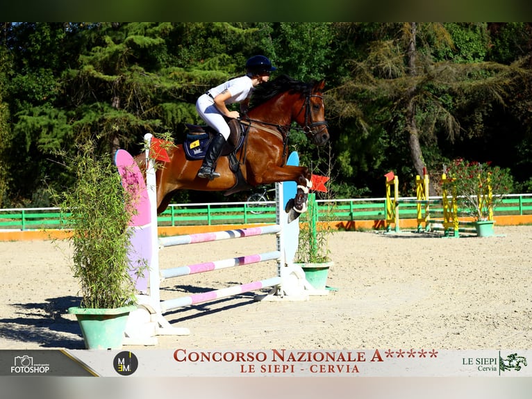 Autres races Croisé Hongre 6 Ans 148 cm Bai cerise in Lugo