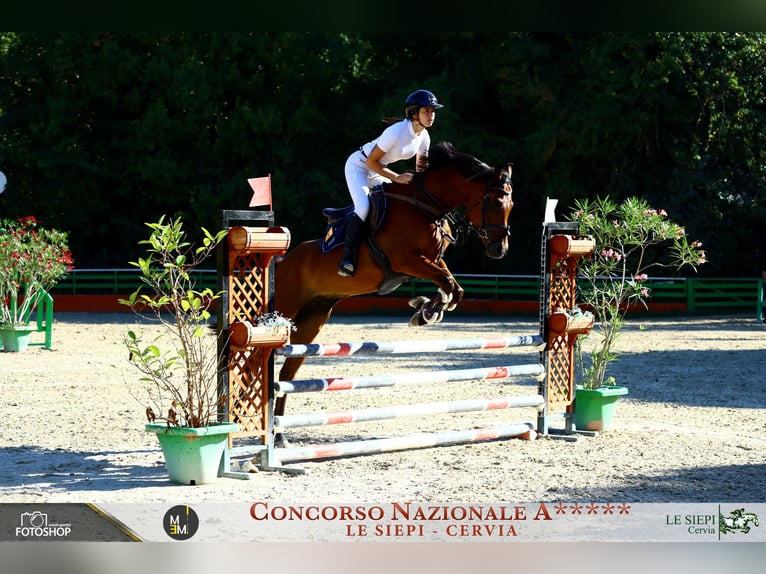 Autres races Croisé Hongre 6 Ans 148 cm Bai cerise in San Bernardino