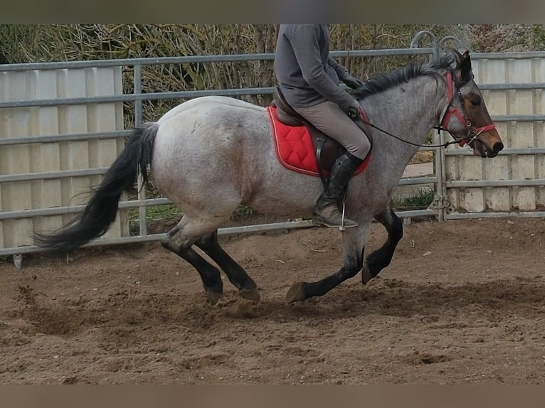 Autres races Hongre 6 Ans 148 cm Roan-Bay in Rudersdorf