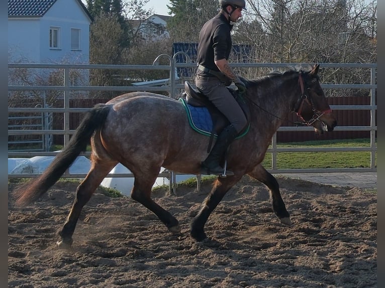 Autres races Hongre 6 Ans 148 cm Rouan Rouge in Buttsädt