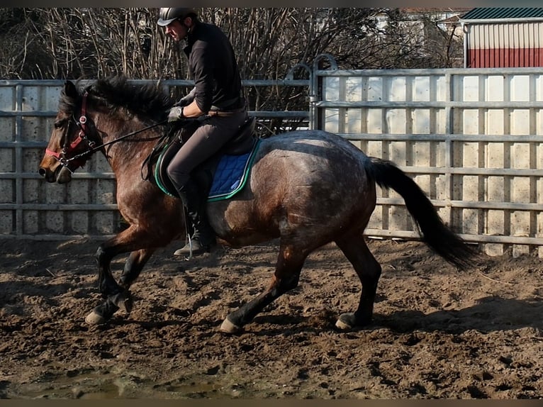 Autres races Hongre 6 Ans 148 cm Rouan Rouge in Buttsädt