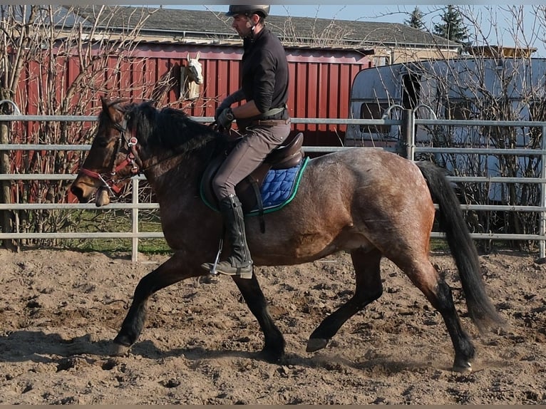 Autres races Hongre 6 Ans 148 cm Rouan Rouge in Buttstädt