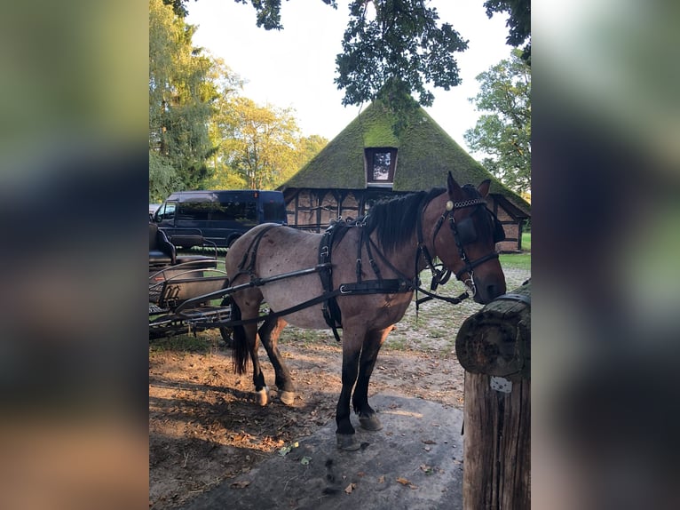 Autres races Croisé Hongre 6 Ans 154 cm Aubère in Sauensiek