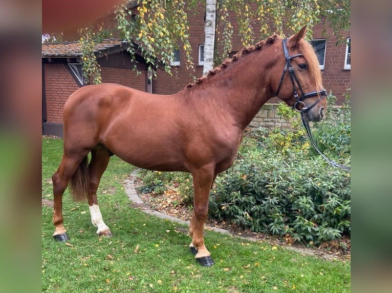 Autres races Hongre 6 Ans 155 cm Alezan in Hopsten