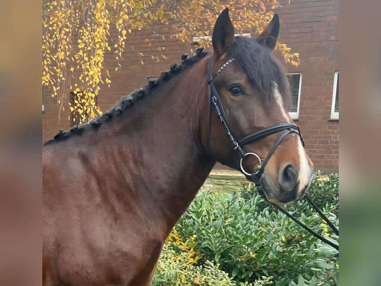 Autres races Hongre 6 Ans 155 cm Bai in Hopsten