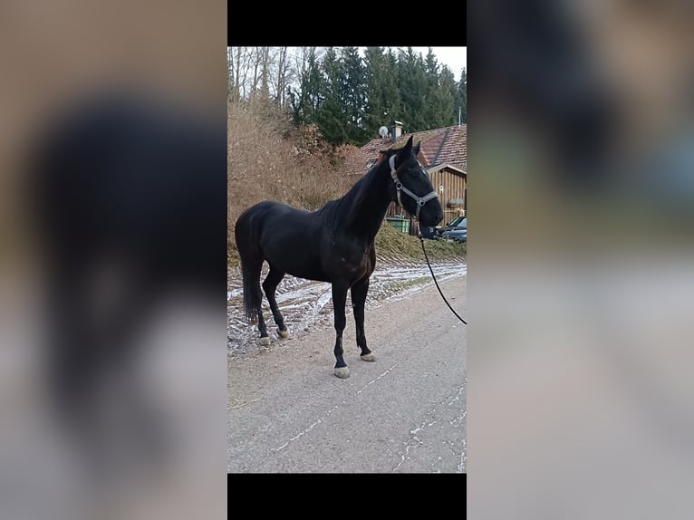 Autres races Hongre 6 Ans 155 cm Noir in Schleißheim