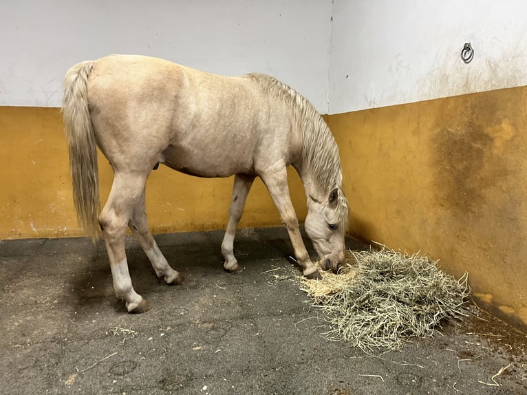 Autres races Croisé Hongre 6 Ans 155 cm Palomino in Malaga
