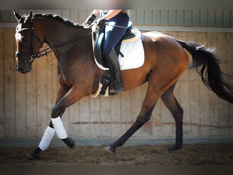 Autres races Hongre 6 Ans 156 cm Bai in Nettersheim