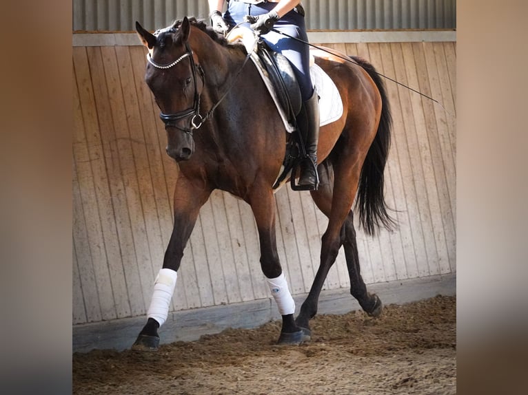 Autres races Hongre 6 Ans 156 cm Bai in Nettersheim
