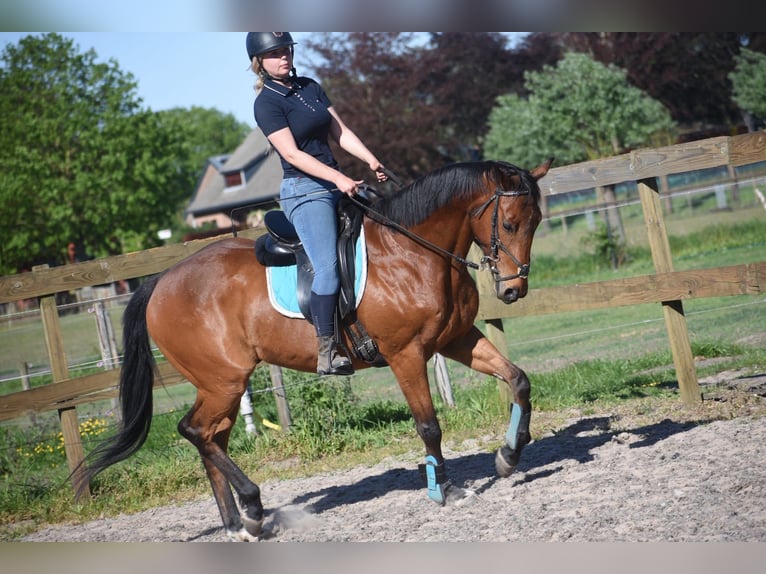 Autres races Hongre 6 Ans 158 cm Bai in Achtmaal